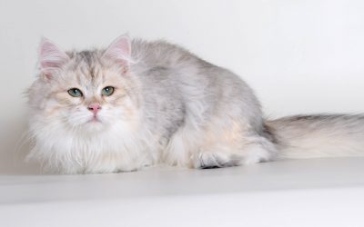 New Year with New Siberian Colors!  BiMetallic Siberians