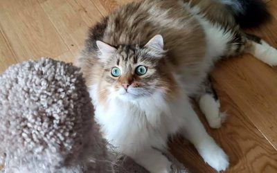 Meet Dmintri a beautiful Siberian cat