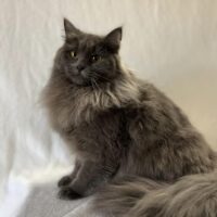 Join My Wait List for Siberian Kittens