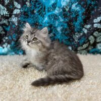 Join My Wait List for Upcoming Litters of Kittens