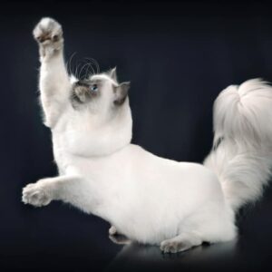 Thumbnail for the listing's main image