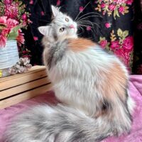 Join My Wait List for Upcoming Litters of Kittens Due mid October!