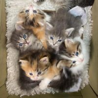 Hypo Allergenic Spring Siberian kittens available