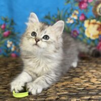Available 6/9/25  black silver Siberian male  dob 3/17/25