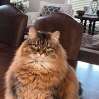 Poppy & Simba adult siberians seeking home together