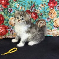Available 7/9 Black silver white Siberian F  dob 4/16