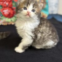 Available 7/9 Black silver white Siberian male dob 4/16/25