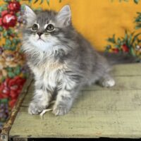 Available 7/9 Blue torbie Siberian F Kitten  dob 3/16/25