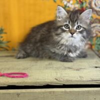 Available 7/9 Brown torbie Siberian F Kitten  dob 3/16/25
