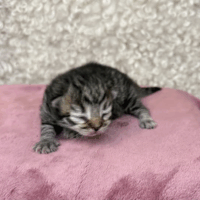 Black mctabby females dob 6/30/25