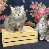 Black mctabby females dob 6/30/25