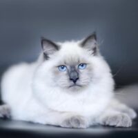 Retired breeder  Blue smoke male