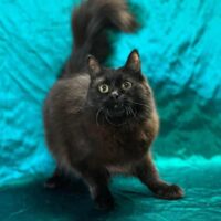 retired breeder Black female