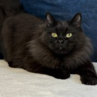 retired breeder Black female