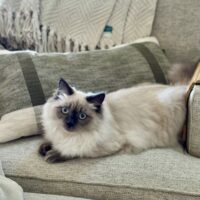 Available Seal point female