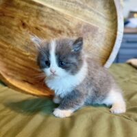 Litter of female Siberian kittens available dob 8/25/25