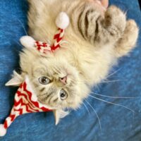 Retired Breeder-Elsa dob 11/18/22 blue point with blue eyes