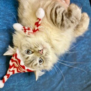 Thumbnail for the listing's main image