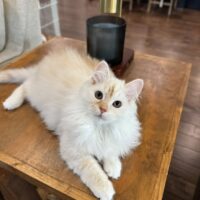 Croshka Siberian Kittens Available